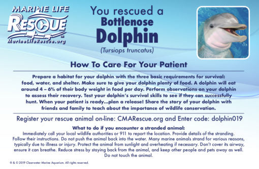 Rescue Dolphin Plushie