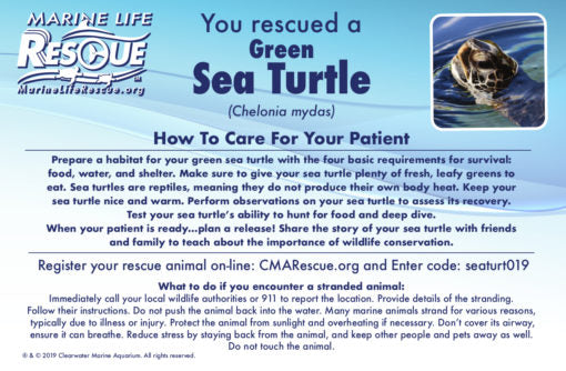 Rescue Sea Turtle