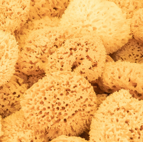 Natural Sea Sponge –